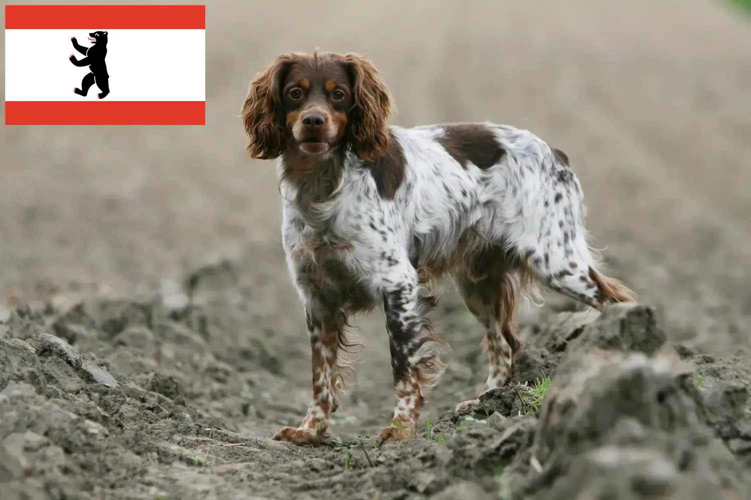 Lees meer over het artikel Epagneul Breton fokkers en pups in Berlijn