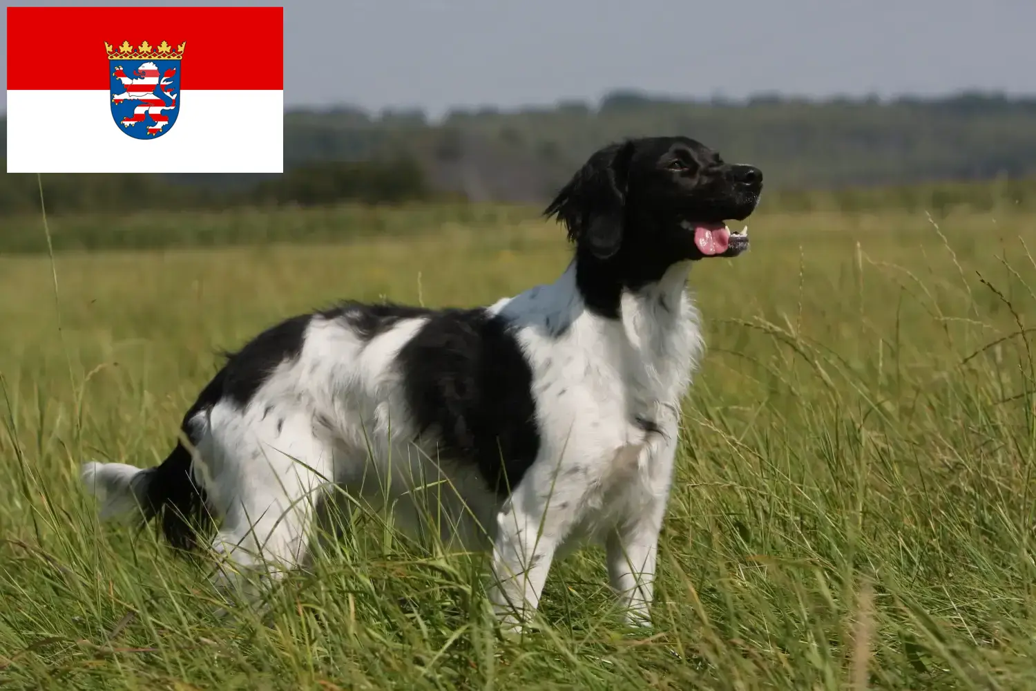 Lees meer over het artikel Epagneul Breton fokkers en pups in Hessen