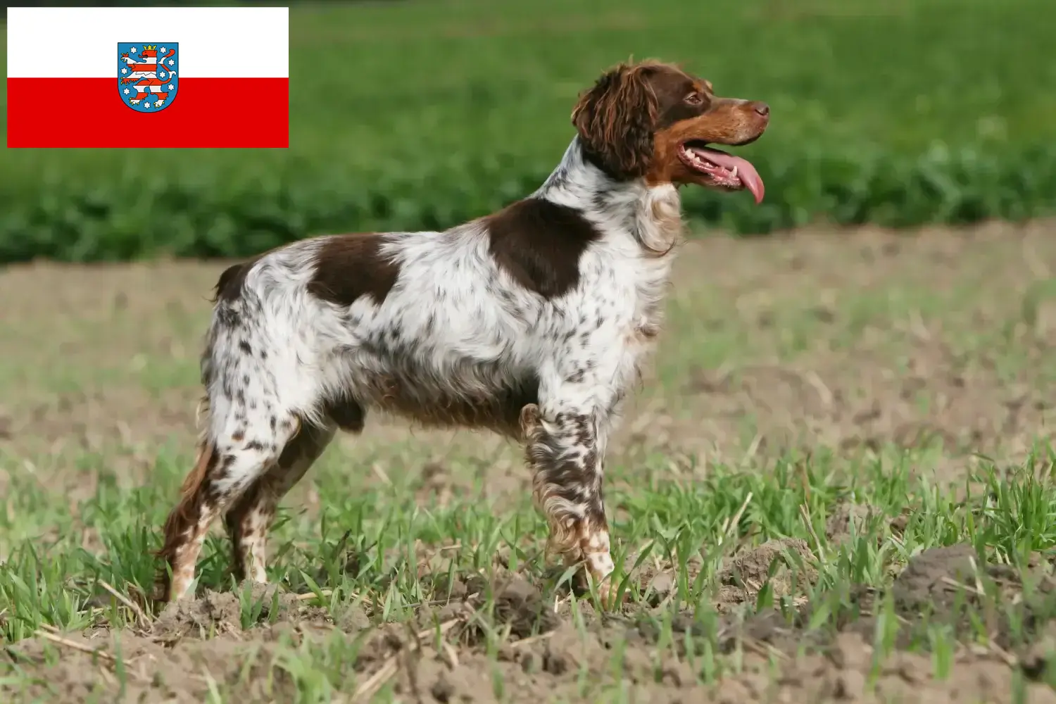 Lees meer over het artikel Epagneul Breton fokkers en pups in Thüringen