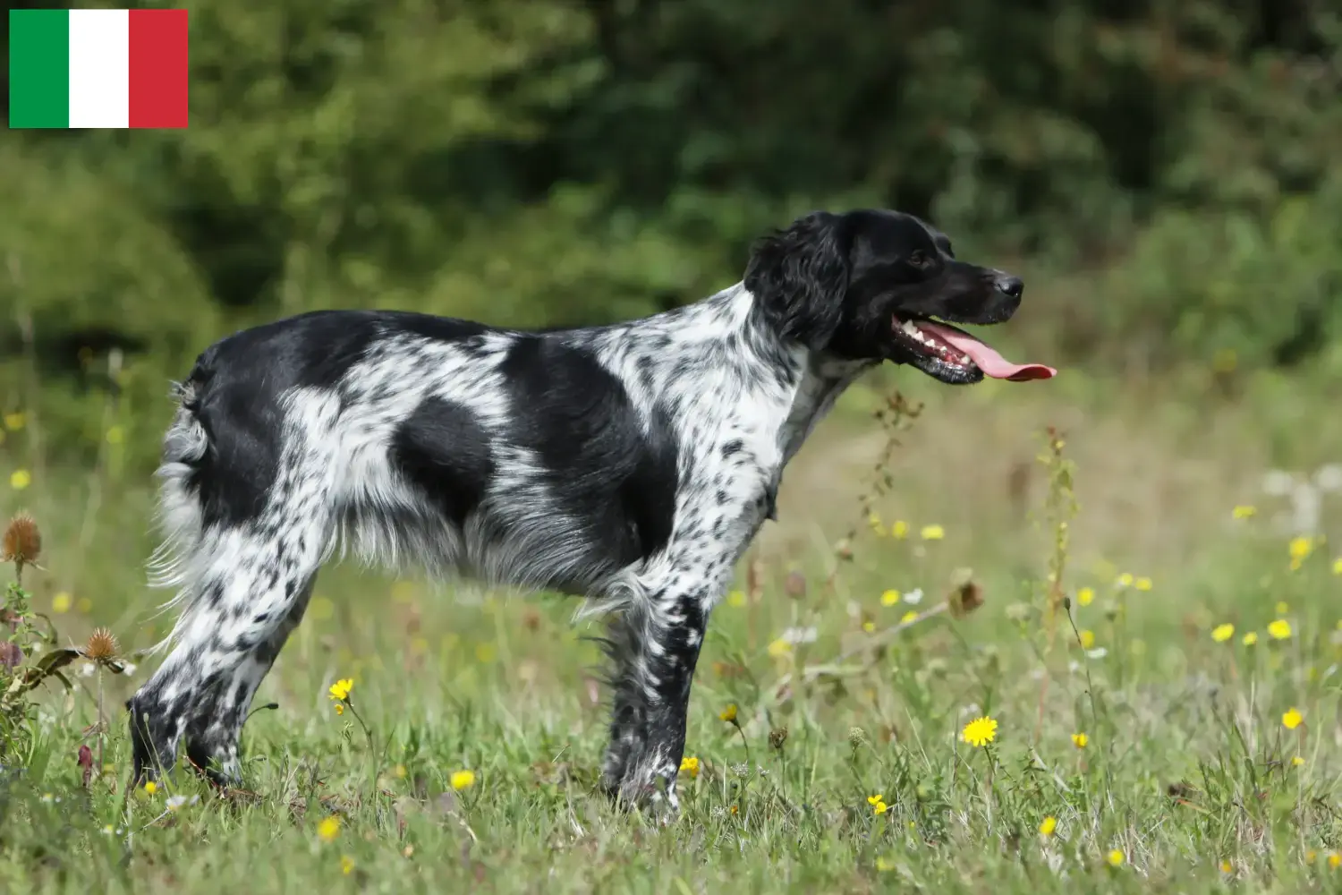 Lees meer over het artikel Epagneul Breton fokkers en pups in Italië