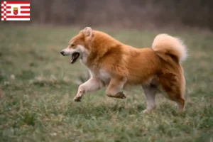 Lees meer over het artikel Eurasier fokker en pups in Bremen