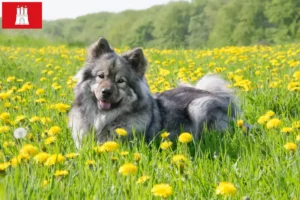 Lees meer over het artikel Eurasier fokker en pups in Hamburg