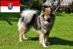 Lees meer over het artikel Eurasier fokkers en pups in Hessen