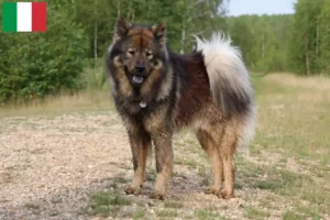 Lees meer over het artikel Eurasier fokkers en pups in Italië