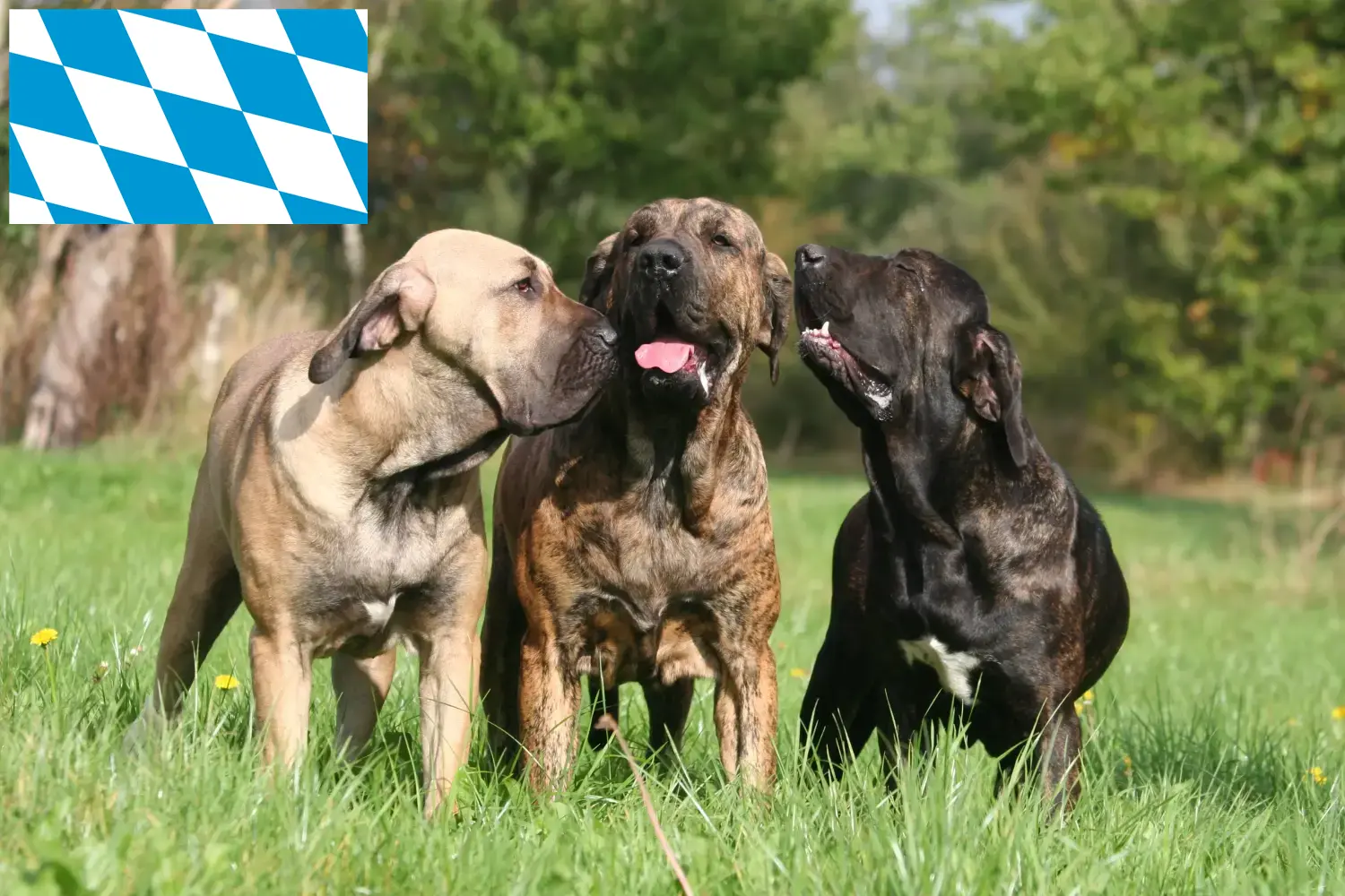 Lees meer over het artikel Fila Brasileiro fokkers en pups in Beieren