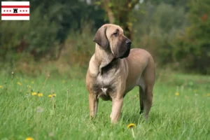 Lees meer over het artikel Fila Brasileiro fokkers en pups in Drenthe