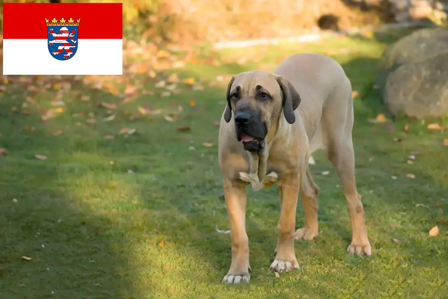 Lees meer over het artikel Fila Brasileiro fokkers en pups in Hessen