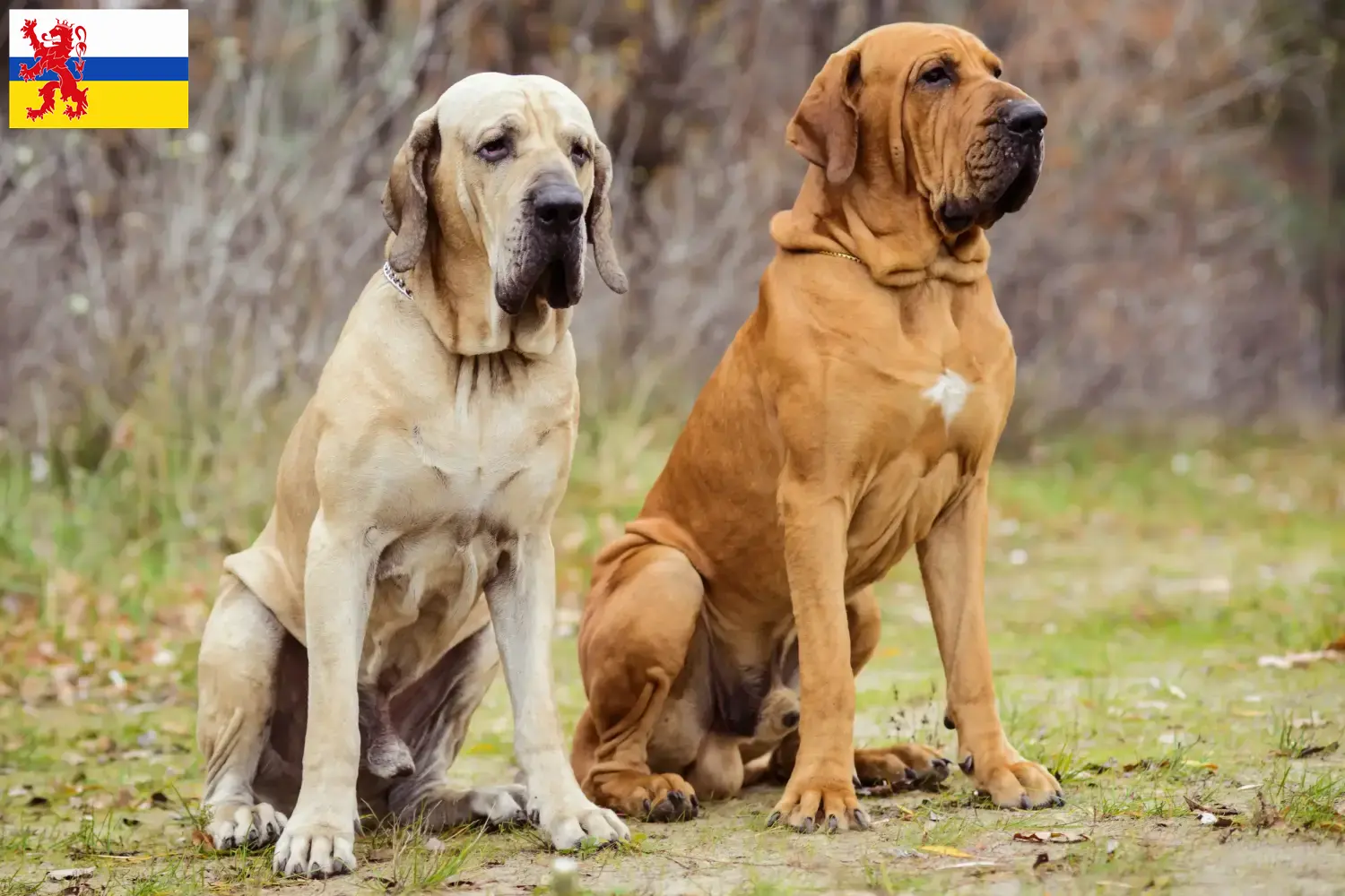 Lees meer over het artikel Fila Brasileiro fokkers en pups in Limburg