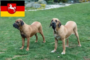 Lees meer over het artikel Fila Brasileiro fokkers en pups in Nedersaksen