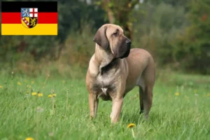 Lees meer over het artikel Fila Brasileiro fokkers en pups in Saarland