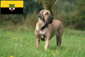 Lees meer over het artikel Fila Brasileiro fokkers en pups in Saksen-Anhalt