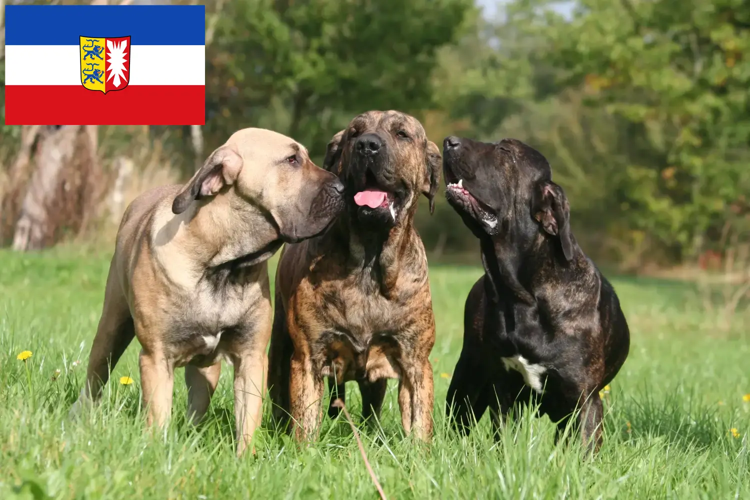 Lees meer over het artikel Fila Brasileiro fokkers en pups in Sleeswijk-Holstein