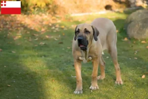 Lees meer over het artikel Fila Brasileiro fokkers en pups in Utrecht