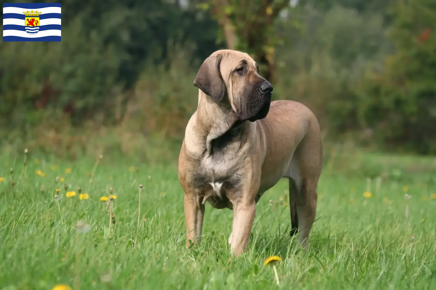 Lees meer over het artikel Fila Brasileiro fokkers en pups in Zeeland