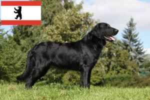 Lees meer over het artikel Flat Coated Retriever fokkers en pups in Berlijn