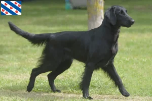 Lees meer over het artikel Flat Coated Retriever fokkers en pups in Friesland