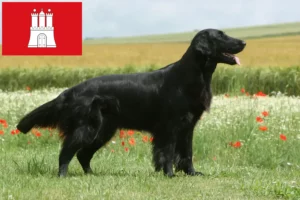 Lees meer over het artikel Flat Coated Retriever fokkers en pups in Hamburg