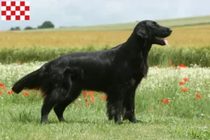 Lees meer over het artikel Flat Coated Retriever fokkers en pups in Noord-Brabant