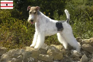 Lees meer over het artikel Fox Terrier fokkers en pups in Drenthe