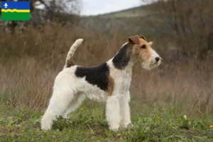 Lees meer over het artikel Fox Terrier fokkers en puppies in Flevoland