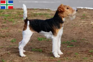 Lees meer over het artikel Fox Terrier fokkers en pups in Groningen