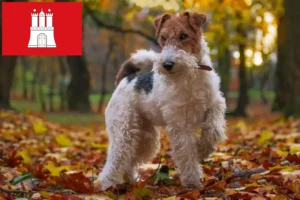 Lees meer over het artikel Fox Terrier fokkers en pups in Hamburg