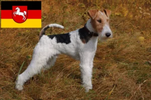 Lees meer over het artikel Fox Terrier fokkers en pups in Nedersaksen