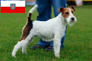 Lees meer over het artikel Fox Terrier fokkers en pups in Thüringen