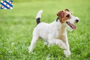 Lees meer over het artikel Fox Terrier fokkers en pups in Friesland