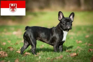 Lees meer over het artikel Franse Bulldog fokkers en pups in Brandenburg