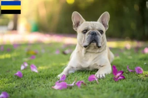 Lees meer over het artikel Franse Bulldog fokkers en pups in Gelderland