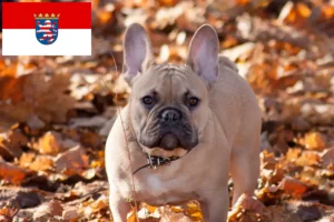 Lees meer over het artikel Franse Bulldog fokkers en pups in Hessen