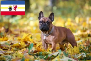 Lees meer over het artikel Franse Bulldog fokkers en pups in Mecklenburg-Vorpommern