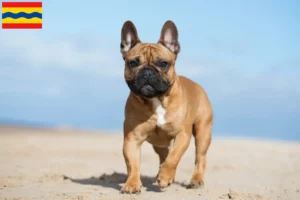 Lees meer over het artikel Franse Bulldog fokkers en pups in Overijssel