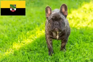 Lees meer over het artikel Franse Bulldog fokkers en pups in Saksen-Anhalt