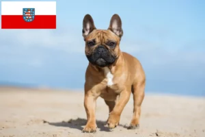 Lees meer over het artikel Franse Bulldog fokkers en pups in Thüringen