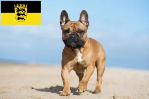 Lees meer over het artikel Franse Bulldog fokkers en pups in Baden-Württemberg