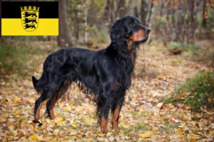 Lees meer over het artikel Gordon Setter fokkers en pups in Baden-Württemberg