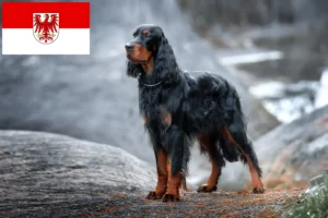 Lees meer over het artikel Gordon Setter fokkers en pups in Brandenburg