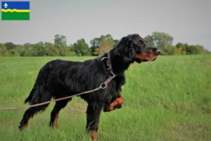 Lees meer over het artikel Gordon Setter fokkers en puppy’s in Flevoland