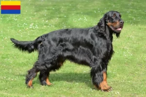 Lees meer over het artikel Gordon Setter fokkers en pups in Noord-Holland