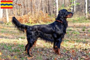 Lees meer over het artikel Gordon Setter fokkers en pups in Overijssel