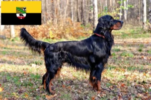 Lees meer over het artikel Gordon Setter fokkers en pups in Saksen-Anhalt