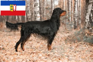 Lees meer over het artikel Gordon Setter fokkers en pups in Sleeswijk-Holstein