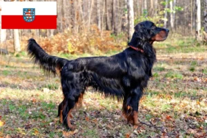 Lees meer over het artikel Gordon Setter fokkers en pups in Thüringen