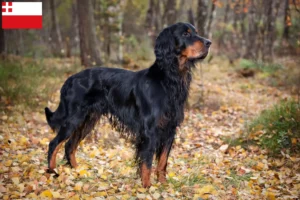 Lees meer over het artikel Gordon Setter fokkers en pups in Utrecht