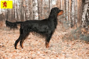 Lees meer over het artikel Gordon Setter fokkers en pups in Zuid-Holland