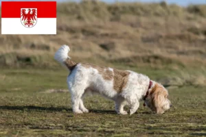 Lees meer over het artikel Grand Basset Griffon Vendéen fokkers en pups in Brandenburg