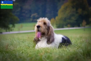 Lees meer over het artikel Grand Basset Griffon Vendéen fokkers en pups in Flevoland