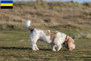 Lees meer over het artikel Grand Basset Griffon Vendéen fokkers en pups in Gelderland